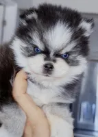 Izzy tiny toy size, a female Pomsky for sale in Punta Gorda, FL – Photo 5 of 5