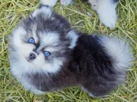 Izzy tiny toy size, a female Pomsky for sale in Punta Gorda, FL – 2 of 9