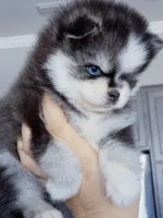 Izzy tiny toy size, a female Pomsky for sale in Punta Gorda, FL – Photo 2 of 5