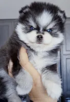Izzy tiny toy size, a female Pomsky for sale in Punta Gorda, FL – Photo 3 of 5