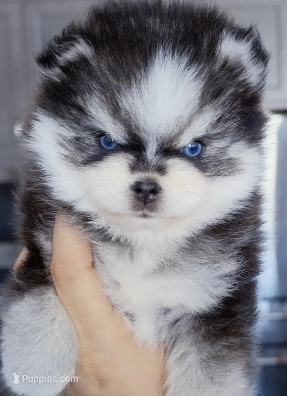 Izzy tiny toy size – Pomsky puppy for sale in Punta Gorda, FL
