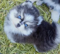 Izzy tiny toy size, a female Pomsky for sale in Punta Gorda, FL – 1 of 9