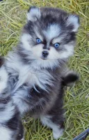 Izzy tiny toy size, a female Pomsky for sale in Punta Gorda, FL – 4 of 9