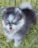 Izzy tiny toy size, a female Pomsky for sale in Punta Gorda, FL – 3 of 9