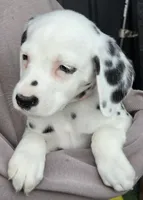 Pink Magnolia AKC, a female Dalmatian for sale in Punta Gorda, FL – 3 of 5
