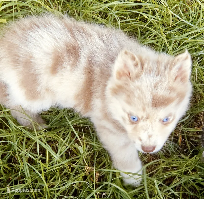 Lava Lavender merle – Pomsky puppy for sale in Punta Gorda, FL