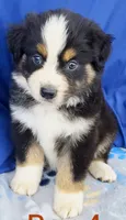 Rodeo, a male Miniature Australian Shepherd for sale in Punta Gorda, FL – 4 of 4