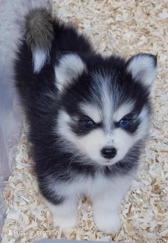 Sabrina – Pomsky puppy for sale in Punta Gorda, FL