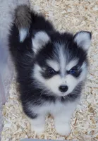Sabrina, a female Pomsky for sale in Punta Gorda, FL – 1 of 3