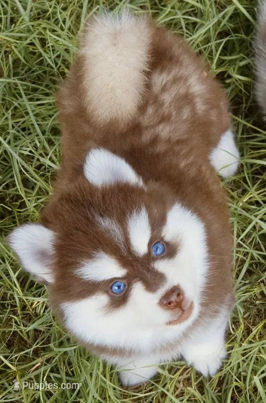 Pyro – Pomsky puppy for sale in Punta Gorda, FL