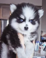 Dotty toy size, a female Pomsky for sale in Punta Gorda, FL – Photo 3 of 3