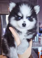 Dotty toy size, a female Pomsky for sale in Punta Gorda, FL – Photo 2 of 3