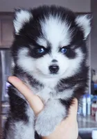 Dotty toy size, a female Pomsky for sale in Punta Gorda, FL – Photo 1 of 3