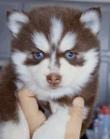 Scarlett, a female Pomsky for sale in Punta Gorda, FL – 4 of 6