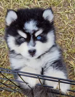 Fred, a male Pomsky for sale in Punta Gorda, FL – 3 of 5