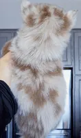 Lava Lavender merle, a male Pomsky for sale in Punta Gorda, FL – 4 of 4