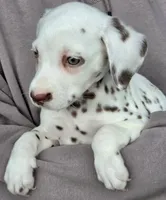 Penny AKC, a female Dalmatian for sale in Punta Gorda, FL – 3 of 5