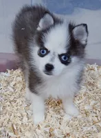 Pennywise TINY (Penny) , a female Pomsky for sale in Punta Gorda, FL – 3 of 3