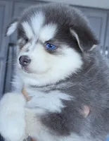 Luna Blue, a female Pomsky for sale in Punta Gorda, FL – 2 of 5