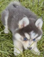 Luna Blue, a female Pomsky for sale in Punta Gorda, FL – 4 of 9