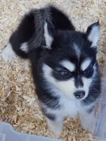 Buddy, a male Pomsky for sale in Punta Gorda, FL – 3 of 5