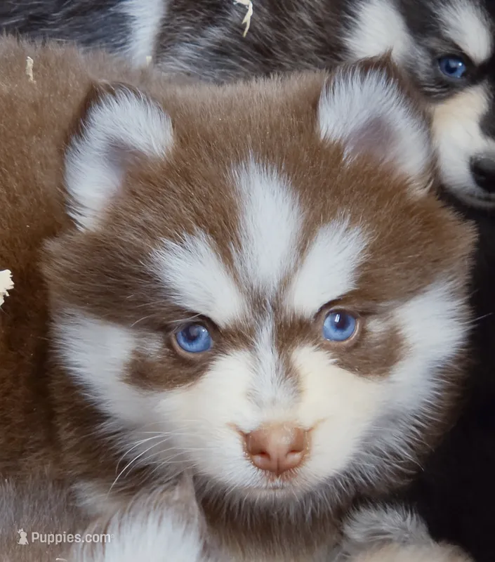 Scarlett – Pomsky puppy for sale in Punta Gorda, FL