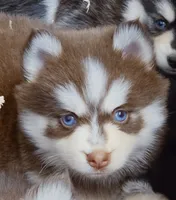 Scarlett, a female Pomsky for sale in Punta Gorda, FL – 1 of 6