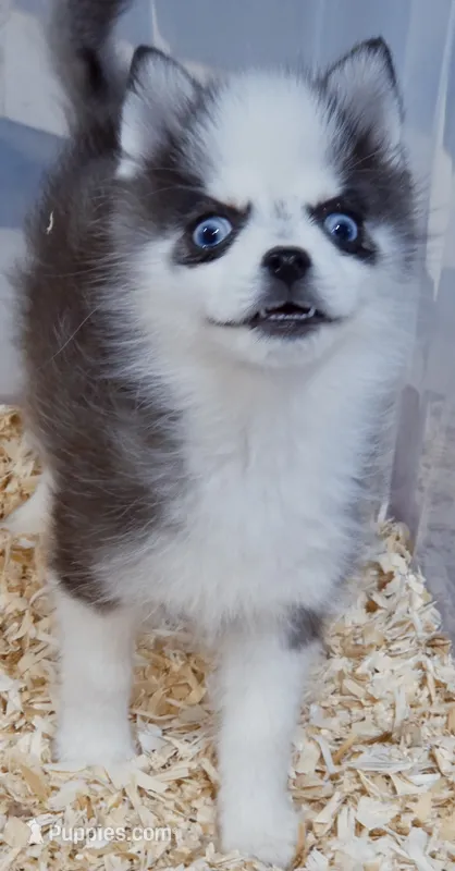 Pennywise TINY (Penny)  – Pomsky puppy for sale in Punta Gorda, FL