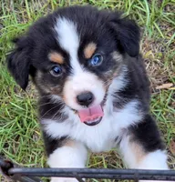 Rocky, a male Miniature Australian Shepherd for sale in Punta Gorda, FL – 7 of 7