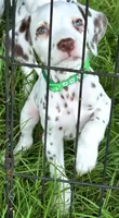 Green Shamrock AKC, a male Dalmatian for sale in Punta Gorda, FL – 5 of 8