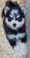 Salem, a male Pomsky for sale in Punta Gorda, FL – 1 of 5