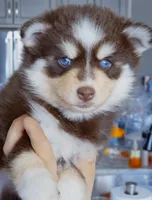 Cocoa, a female Pomsky for sale in Punta Gorda, FL – 2 of 3