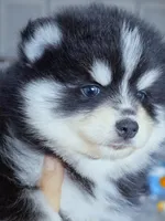 Ryder, a male Pomsky for sale in Punta Gorda, FL – 2 of 6