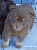 Godiva, a female Pomsky for sale in Punta Gorda, FL – 3 of 5