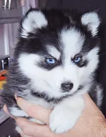 processed/822fcd91-303f-4122-90cb-a4e67c31a75d/listing/ecee3e4b-b61b-4de4-b410-a086b0d0b0dc/584218da-1679-4f5f-8797-5df6477afa7a