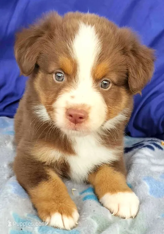Ronald – Miniature Australian Shepherd puppy for sale in Punta Gorda, FL