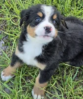 Bella AKC, a female Bernese Mountain Dog for sale in Punta Gorda, FL – 4 of 4