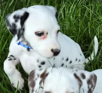 Blue Sky AKC, a male Dalmatian for sale in Punta Gorda, FL – 3 of 6