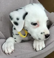Yellow Sunflower AKC, a female Dalmatian for sale in Punta Gorda, FL – 1 of 5