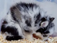 Nova, a female Pomsky for sale in Punta Gorda, FL – 3 of 7