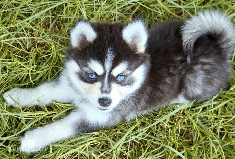 River – Pomsky puppy for sale in Punta Gorda, FL