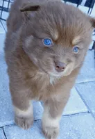 Godiva, a female Pomsky for sale in Punta Gorda, FL – 4 of 5