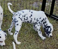 Star AKC, a female Dalmatian for sale in Punta Gorda, FL – 2 of 4