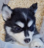 Buddy, a male Pomsky for sale in Punta Gorda, FL – 5 of 5