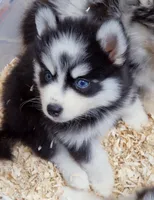 Salem, a male Pomsky for sale in Punta Gorda, FL – 5 of 5
