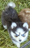 Raya, a female Pomsky for sale in Punta Gorda, FL – 4 of 6