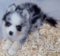Meeko, a male Pomsky for sale in Punta Gorda, FL – 6 of 10