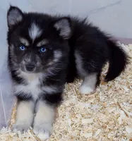 Iris wolf, a female Pomsky for sale in Punta Gorda, FL – 3 of 3
