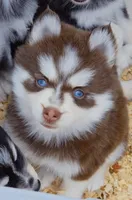 Scarlett, a female Pomsky for sale in Punta Gorda, FL – 5 of 6
