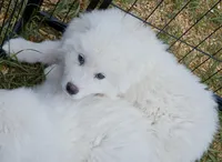 Bear, a male Great Pyrenees for sale in Punta Gorda, FL – Photo 5 of 7